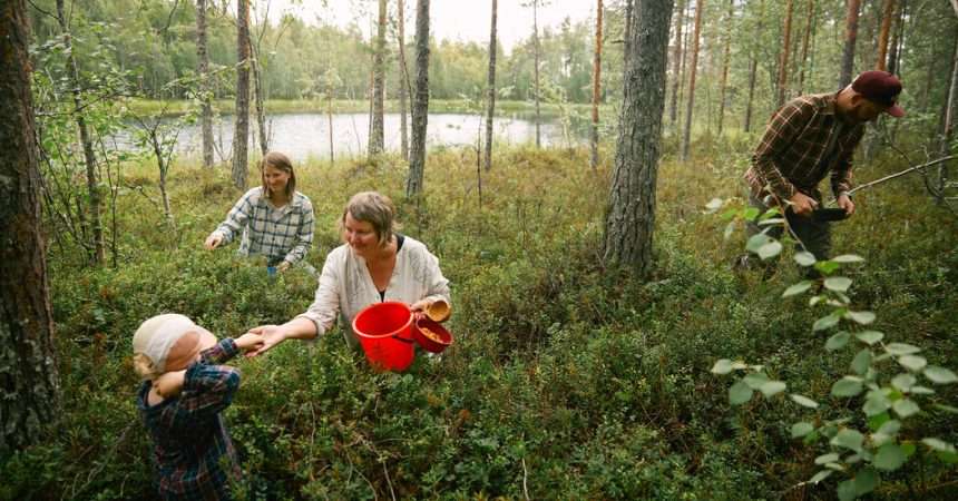 Find Berries, Herbs And Understandings In Sweden