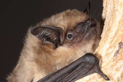 Bats Discovered To Have Sex In A Similar Way To