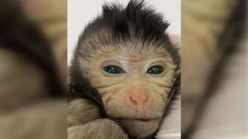 Scientists Create Chimeric Monkeys With Two Sets Of Dna