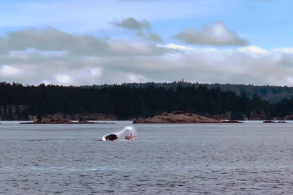 Swimmer Discovers 'once In A Lifetime' Scene Of Sea Lion