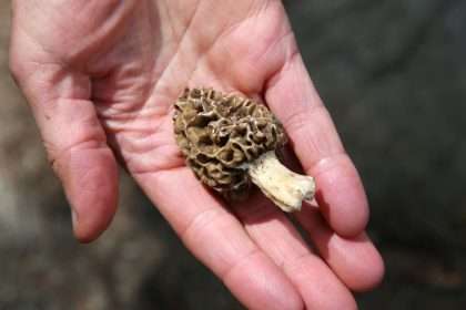 Morel Mushrooms Have Been Linked To Deadly Food Poisoning Outbreaks.