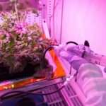 Astronauts May Need To Reconsider Eating Salad In Space