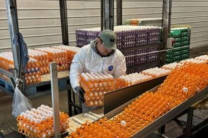 Bird Flu Outbreak Disrupts Poultry Industry, Devastating California's 'egg Basket'