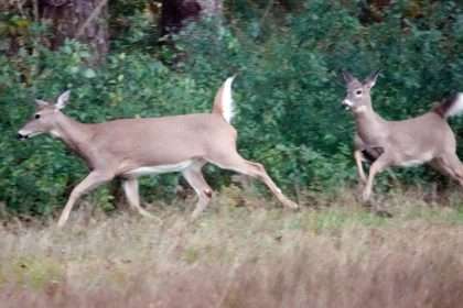 Deadly Deer Problem Is Expanding In Ohio