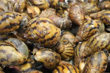 90 Ghanaian Giant Snails Seized At Detroit Metro Airport