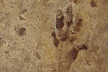 Arizona Man Discovers Hundreds Of Pre Dinosaur Footprints On His Property