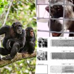 Chimpanzees Appear To Be Able To Speak Human Language: Researchers