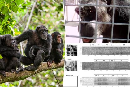 Chimpanzees Appear To Be Able To Speak Human Language: Researchers