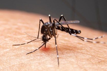 Dengue Cases On The Rise In Washington State | Spokane