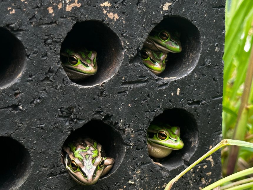 Hot Frog 'sauna' Helps Fight Fungus Deadly To Australian Species