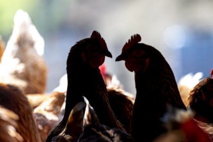 Human Bird Flu Cases On The Rise As Second Case