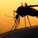 Mosquitoes Carrying West Nile Virus Found In Hamilton County