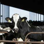 Oklahoma Becomes 13th State With Confirmed Hpai Infections In Dairy