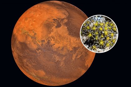 Plants That Can Grow On Mars Identified