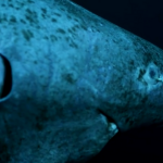 Scientists Finally Figure Out How Greenland Sharks Can Live Up