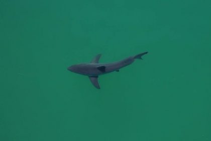 Sharks Are Gathering On California Beaches, And Sharkeye's Ai Is