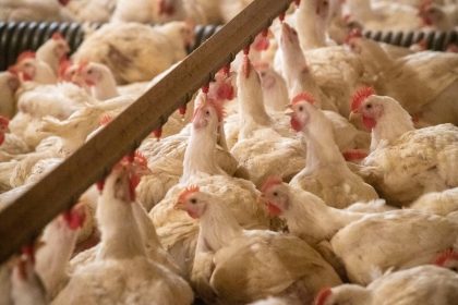 Six Colorado Workers Infected With Bird Flu, State's Highest Number