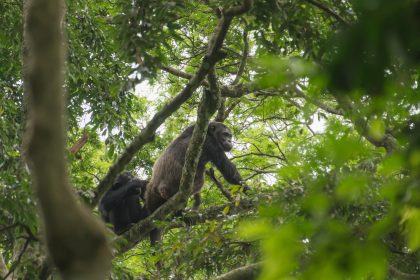 Study Reveals Similarities Between Chimpanzee And Human Communication