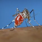 Three Out Of Nine People Infected With West Nile Virus