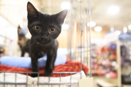 University Seeks Foster Parents For Kitten For Nail Clipping Research