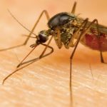 West Nile Virus Detected In Mosquitoes In Cincinnati. What You